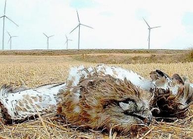 Rapace ucciso dalle mega torri eoliche 
