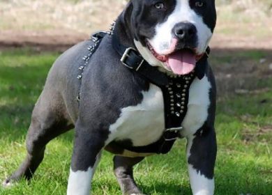 pitbull