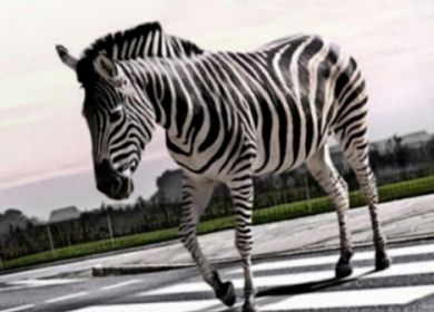 zebra