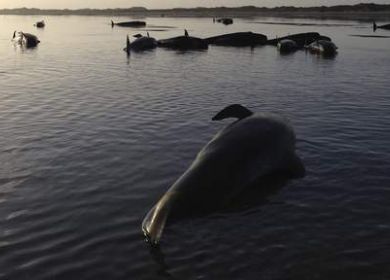 balene morte nuova zelanda