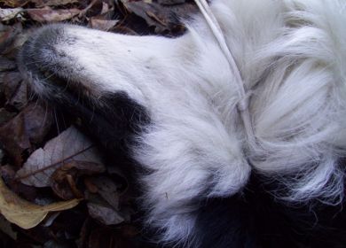 cane impiccato ad un  ponte