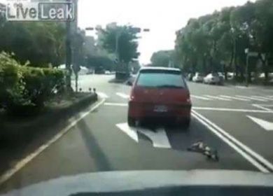 cane trascinato da auto