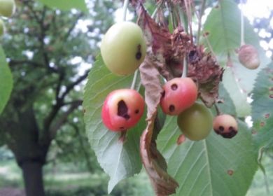 ciliegio xylella