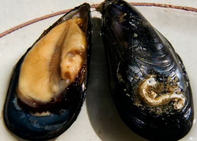 cozze