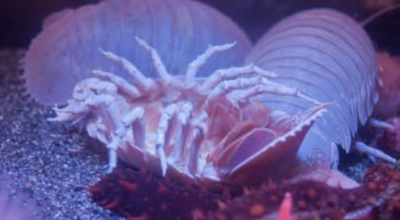 Specie aliene del mare: scoperto il Darth Vader, un crostaceo gigante che supera i 30 centimetri di lunghezza e vive nelle profondità marine