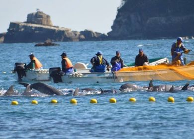 delfini catturati dai giapponesi