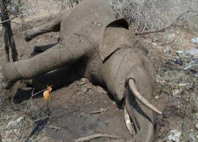 elefante avvelenato con cianuro