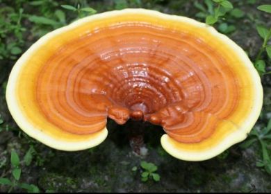 ganoderma lucidum