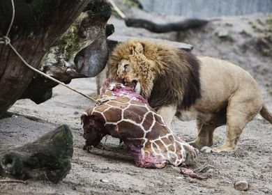 leone mangia la giraffa Marius  zoo copenaghen