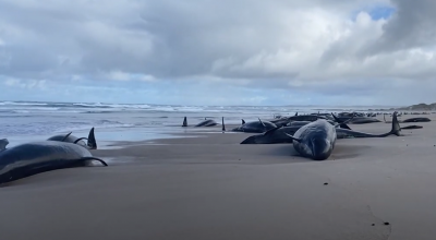 Tasmania, 157 pseudorche spiaggiate su una remota spiaggia australiana