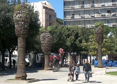 palme punteruolo rosso Piazza Mazzini Lecce