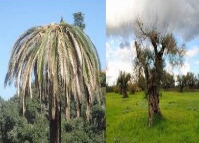 punteruolo rosso e xylella