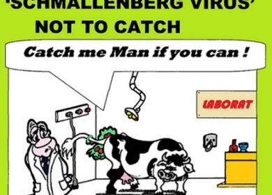 schmallenberg virus