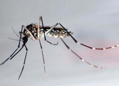 zanzara Aedes