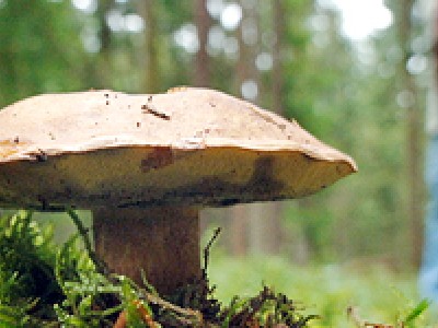 funghi