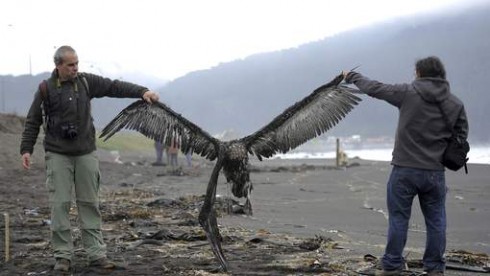 uccello marino morto