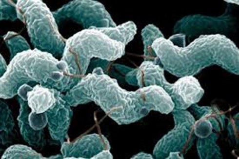 Campylobacter