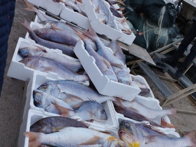 Strage di dentici nel Basso Adriatico. Le immagini da San Foca Marina di Melendugno Lecce 