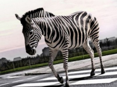 zebra