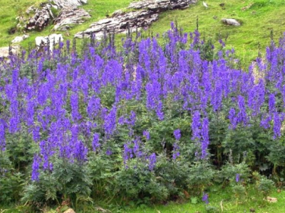 Rischiare di morire avvelenati per un fiore: bimba pianta un fiore letale nell'orto della scuola elementare