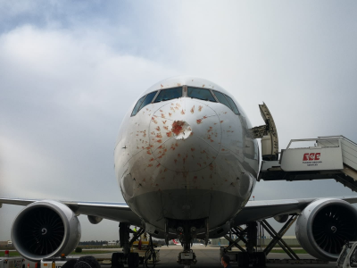 Istanbul, atterraggio emergenza all’aeroporto internazionale Atatürk in Turchia: aereo fa bird strike. 