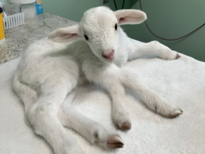 Pasqua davvero speciale per un agnello nato con cinque zampe pochi giorni prima della festa