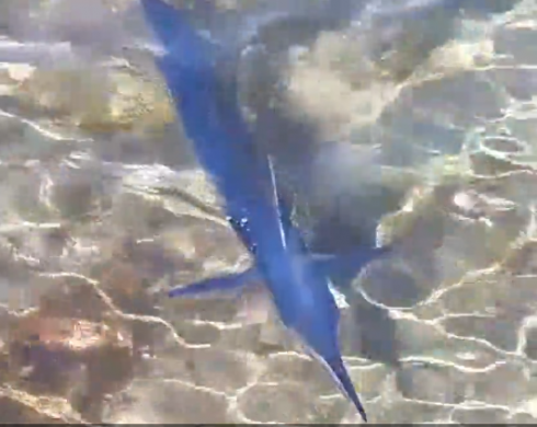 Raro avvistamento sotto costa di aguglia imperiale nel Salento - VIDEO