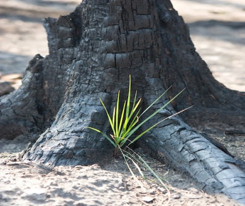 vicino ad un albero carbonizzato rinasce la vita