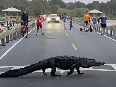 Un enorme alligatore attraversa tranquillamente la strada nel parco della Carolina del Sud negli Usa