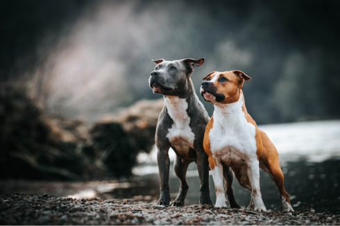 Anziana muore sbranata da due cani. 