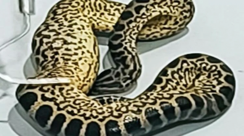 Indiano arrestato con 10 anaconda su un volo per Bangkok