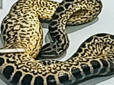 Indiano arrestato con 10 anaconda su un volo per Bangkok