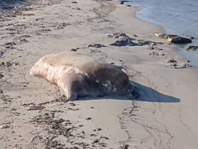 Incredibile, ritrovato spiaggiato lungo la costa della Riserva Naturale dello Stato Oasi WWF Le Cesine un bovino