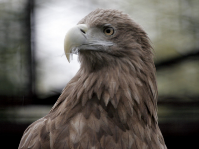 Aquila attacca una bambina e tenta di portarla via