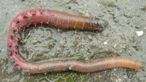 Arenicola, il super-verme di mare, un rimedio per curare le persone colpite da Covid-19? 