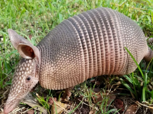 È così che gli armadilli hanno rivelato che il batterio della lebbra è in grado di rigenerare gli organi