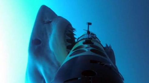 Shark attack: Australia, sub ucciso da squalo. 