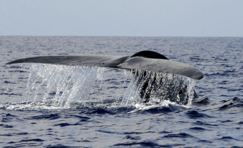 Tragedia in Nuova Zelanda: una balena ha ribaltato una barca, cinque persone sono morte