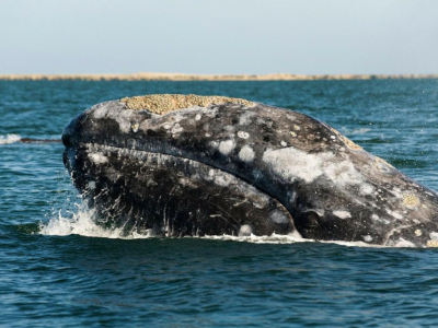 Sorpresa nelle acque di New York: avvistata una balena - VIDEO