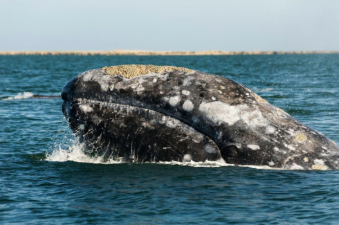 Sorpresa nelle acque di New York: avvistata una balena - VIDEO