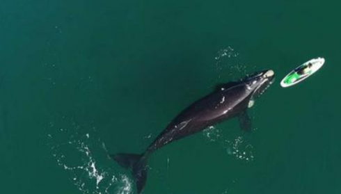 Una balena spinge un paddle board con la sua pinna - VIDEO