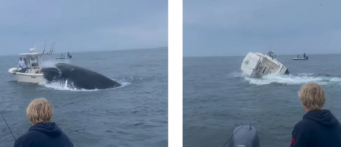 Balena salta fuori dall'acqua e rovescia una barca