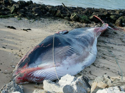 Ambiente. Balena di 19 metri si arena nel nord della Francia