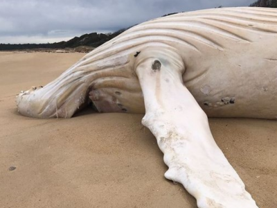 Ambiente: una balena bianca estremamente rara trovata morta sulla costa australiana