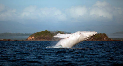 Ricompare Migaloo, la balena bianca che ha fatto impazzire la rete