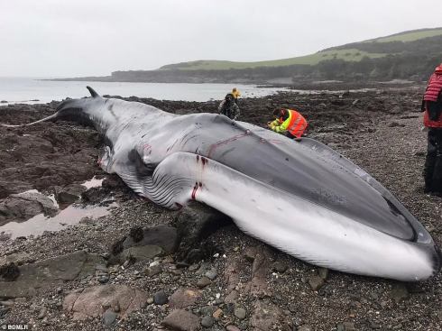 Le strazianti immagini dello spiaggiamento di una balena in Cornovaglia - VIDEO