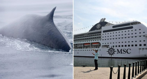 Una nave da crociera MSC trascina nel porto senza accorgersene una balena di 13 metri