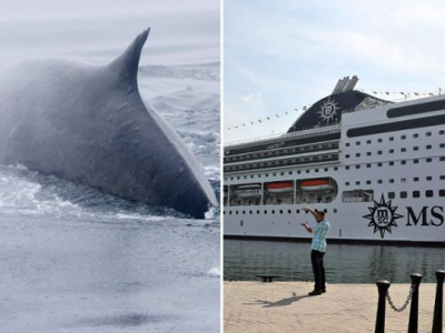 Una nave da crociera MSC trascina nel porto senza accorgersene una balena di 13 metri