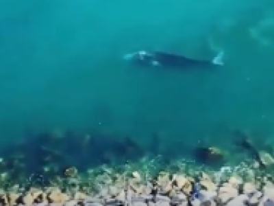 Evento eccezionale a Ponza: avvistata balena grigia sotto costa. 