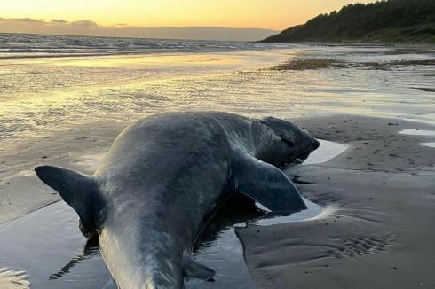 Ritrovata la carcassa di una balena ritenuta estinta, è una specie estremamente rara! 